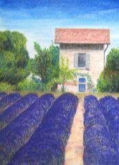 Lavendelfeld - Landschaft